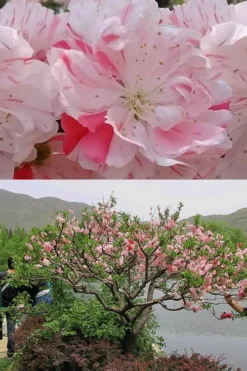 Peppermint Flowering Peach Tree - 2 Gallon Pot -Blossom Grove Store Peach Flowering Peppermint 6