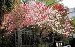Peppermint Flowering Peach Tree - 2 Gallon Pot -Blossom Grove Store Peach Peppermint 6