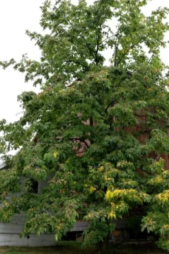 American Persimmon Tree - Diospyros Virginiana - 2 Gallon Pot -Blossom Grove Store Persimmon American 2 2