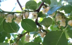 American Persimmon Tree - Diospyros Virginiana - 3 Gallon Pot -Blossom Grove Store Persimmon American 5