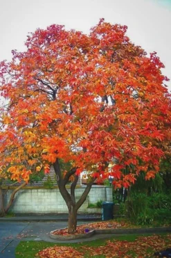 American Persimmon Tree - Diospyros Virginiana - 2 Gallon Pot -Blossom Grove Store Persimmon American 6 2