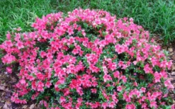Chinzan Dwarf Azalea - 3 Gallon Pot -Blossom Grove Store Picture Azalea Chinzan 2