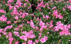 Chinzan Dwarf Azalea - 3 Gallon Pot -Blossom Grove Store Picture Azalea Chinzan