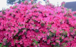 Judge Solomon Southern Indica Azalea - 3 Gallon Pot -Blossom Grove Store Picture Azlea Judge Solomon Flowers
