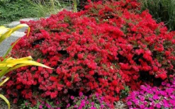 Cherry Dazzle Dwarf Crape Myrtle - 3 Gallon Pot -Blossom Grove Store Picture Crape Myrtle Cherry Dazzle 5