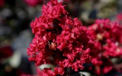 Double Feature Red Crape Myrtle - 3 Gallon Pot -Blossom Grove Store Picture Crape Myrtle Double Feature 2