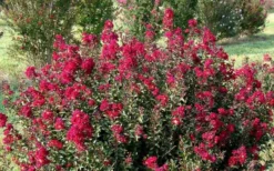 Double Feature Red Crape Myrtle - 3 Gallon Pot -Blossom Grove Store Picture Crape Myrtle Double Feature