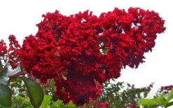 Dynamite Red Crape Myrtle - 3 Gallon Pot -Blossom Grove Store Picture Crape Myrtle Dynamite 1 2