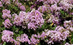 Early Bird Lavender Crape Myrtle - 3 Gallon Pot -Blossom Grove Store Picture Crape Myrtle Early Bird Lavender
