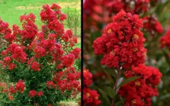 Enduring Summer Red Crape Myrtle - 5 Gallon Pot 11 Enduring Summer Red Crape Myrtle - 5 Gallon Pot -Blossom Grove Store Picture Crape Myrtle Enduring Summer Red 1 1