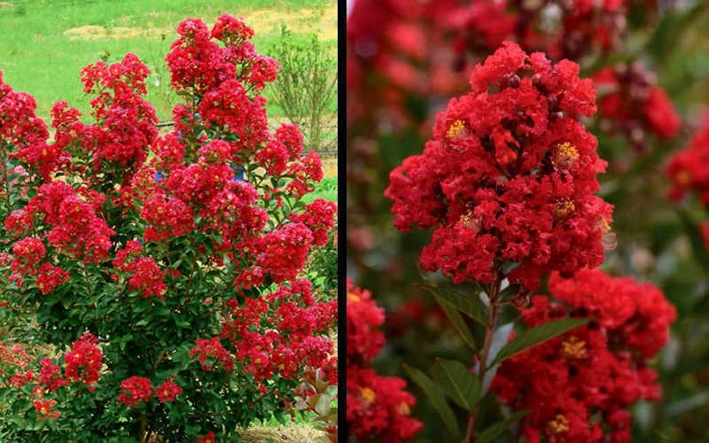 Enduring Summer Red Crape Myrtle - 5 Gallon Pot 6 Enduring Summer Red Crape Myrtle - 5 Gallon Pot - Image 6