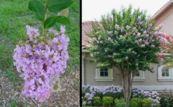 Muskogee Lavender Crape Myrtle - 5 Gallon Pot 8 Muskogee Lavender Crape Myrtle - 5 Gallon Pot -Blossom Grove Store Picture Crape Myrtle Muskogee 1 1