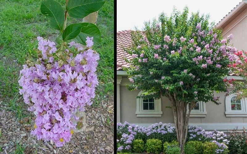 Muskogee Lavender Crape Myrtle - 5 Gallon Pot 4 Muskogee Lavender Crape Myrtle - 5 Gallon Pot - Image 4