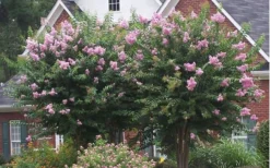 Muskogee Lavender Crape Myrtle - 6 Pack Of 1 Gallon Pots -Blossom Grove Store Picture Crape Myrtle Muskogee Lavender 2 2
