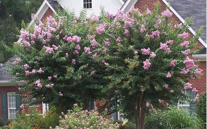 Muskogee Lavender Crape Myrtle - 7 Gallon Pot (4-5') 5 Muskogee Lavender Crape Myrtle - 7 Gallon Pot (4-5') - Image 5
