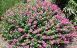 Pocomoke Dwarf Crape Myrtle - 1 Gallon Pot -Blossom Grove Store Picture Crape Myrtle Pocomoke 2