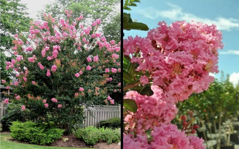 Sioux Pink Crape Myrtle - 1 Gallon Pot 5 Sioux Pink Crape Myrtle - 1 Gallon Pot - Image 5