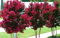 Tonto Red Crape Myrtle - 3 Gallon Pot -Blossom Grove Store Picture Crape Myrtle Tonto 2 1