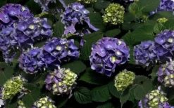 Bloomstruck Endless Summer Hydrangea - 3 Gallon Pot -Blossom Grove Store Picture Hydrangea Bloomstruck 1