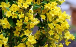 Carolina Yellow Jasmine (Jessamine) Gelsemium Sempervirens - 1 Gallon Pot -Blossom Grove Store Picture Jasmine Carolina 6 1