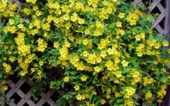 Carolina Yellow Jasmine (Jessamine) Gelsemium Sempervirens - 1 Gallon Pot -Blossom Grove Store Picture Jasmine Carolina 7 1