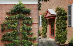 Little Gem Dwarf Southern Magnolia - 7 Gallon Pot (5-6') 13 Little Gem Dwarf Southern Magnolia - 7 Gallon Pot (5-6') -Blossom Grove Store Picture Magnolia Little Gem Espalier 2
