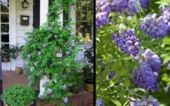 Amethyst Falls Wisteria Vine - 3 Gallon Pot 14 Amethyst Falls Wisteria Vine - 3 Gallon Pot -Blossom Grove Store Picture Wisteria Amethyst Falls 2
