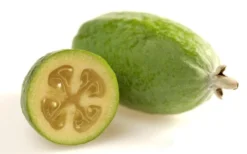 Pineapple Guava -Feijoa Sellowiana - 7 Gallon Pot 17 Pineapple Guava -Feijoa Sellowiana - 7 Gallon Pot -Blossom Grove Store Pineapple Guava Fruit