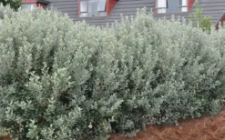 Pineapple Guava -Feijoa Sellowiana - 7 Gallon Pot 15 Pineapple Guava -Feijoa Sellowiana - 7 Gallon Pot -Blossom Grove Store Pineapple Guava Hedge