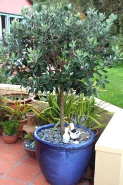 Pineapple Guava -Feijoa Sellowiana - 7 Gallon Pot 14 Pineapple Guava -Feijoa Sellowiana - 7 Gallon Pot -Blossom Grove Store Pineapple Guava In Pot 500x750 1