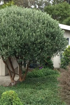 Pineapple Guava -Feijoa Sellowiana - 7 Gallon Pot 13 Pineapple Guava -Feijoa Sellowiana - 7 Gallon Pot -Blossom Grove Store Pineapple Guava Tree 21