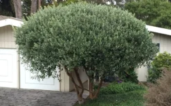 Pineapple Guava -Feijoa Sellowiana - 7 Gallon Pot 16 Pineapple Guava -Feijoa Sellowiana - 7 Gallon Pot -Blossom Grove Store Pineapple Guava Tree 22