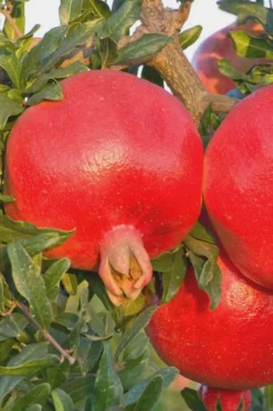 Salavatski Cold Hardy Russian Pomegranate - 3 Gallon Pot -Blossom Grove Store Pomegranate Russian 26 Rev 500x750 1