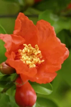 Austin Pomegranate - 3 Gallon Pot -Blossom Grove Store Pomegranate Salavatski 3 1