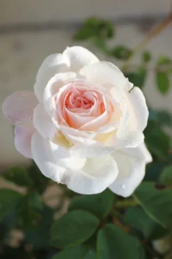 Brindabella Touch Of Pink Shrub Rose - 2 Gallon Pot -Blossom Grove Store Rose Brindabella Touch of Pink 1