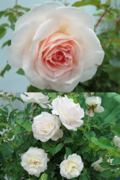 Brindabella Touch Of Pink Shrub Rose - 2 Gallon Pot -Blossom Grove Store Rose Brindabella Touch of Pink 3