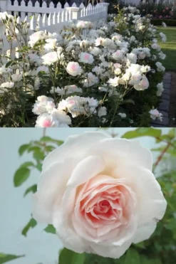 Brindabella Touch Of Pink Shrub Rose - 2 Gallon Pot -Blossom Grove Store Rose Brindabella Touch of Pink 4