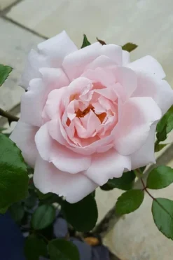 New Dawn Climbing Rose - 5 Gallon Pot -Blossom Grove Store Rose Climbing New Dawn 12