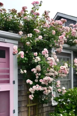 New Dawn Climbing Rose - 5 Gallon Pot -Blossom Grove Store Rose Climbing New Dawn 18