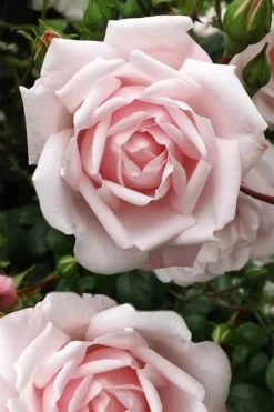 New Dawn Climbing Rose - 5 Gallon Pot -Blossom Grove Store Rose Climbing New Dawn 4