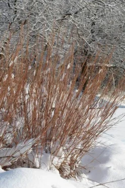 Standing Ovation Little Bluestem Grass (Schizachyrium Scoparium) - 6 Pack Of 1 Gallon Pots -Blossom Grove Store Schizachyrium scoparium standing ovation little bluestem grass 2 1
