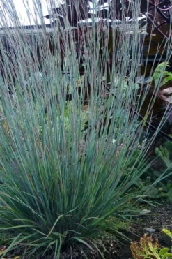 The Blues Little Bluestem Grass (Schizachyrium Scoparium) - 6 Pack Of 1 Gallon Pots -Blossom Grove Store Schizachyrium scoparium the blues little bluestem grass 5