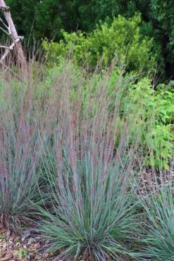 The Blues Little Bluestem Grass (Schizachyrium Scoparium) - 6 Pack Of 1 Gallon Pots -Blossom Grove Store Schizachyrium scoparium the blues little bluestem grass 6