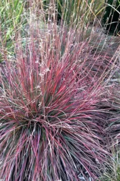 The Blues Little Bluestem Grass (Schizachyrium Scoparium) - 6 Pack Of 1 Gallon Pots -Blossom Grove Store Schizachyrium scoparium the blues little bluestem grass 7