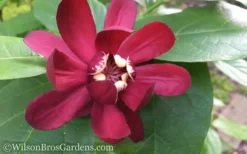 Aphrodite Sweetshrub (Carolina Allspice) - Calycanthus - 3 Gallon Pot 13 Aphrodite Sweetshrub (Carolina Allspice) - Calycanthus - 3 Gallon Pot -Blossom Grove Store Sweet Shrub Aphrodite 50
