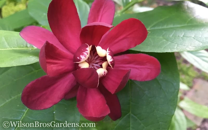 Aphrodite Sweetshrub (Carolina Allspice) - Calycanthus - 3 Gallon Pot 7 Aphrodite Sweetshrub (Carolina Allspice) - Calycanthus - 3 Gallon Pot - Image 7