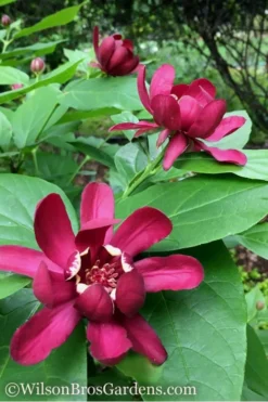 Aphrodite Sweetshrub (Carolina Allspice) - Calycanthus - 3 Gallon Pot 11 Aphrodite Sweetshrub (Carolina Allspice) - Calycanthus - 3 Gallon Pot -Blossom Grove Store Sweetshrub Aphrodite 1 500x750 1