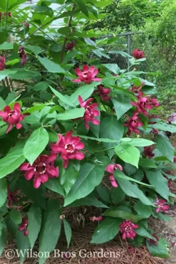 Aphrodite Sweetshrub (Carolina Allspice) - Calycanthus - 3 Gallon Pot 10 Aphrodite Sweetshrub (Carolina Allspice) - Calycanthus - 3 Gallon Pot -Blossom Grove Store Sweetshrub Aphrodite 20