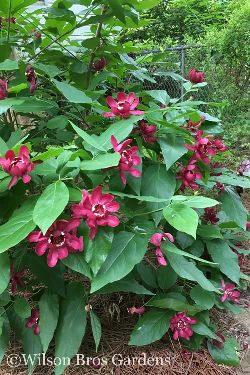 Aphrodite Sweetshrub (Carolina Allspice) - Calycanthus - 3 Gallon Pot 4 Aphrodite Sweetshrub (Carolina Allspice) - Calycanthus - 3 Gallon Pot - Image 4