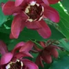 Aphrodite Sweetshrub (Carolina Allspice) - Calycanthus - 3 Gallon Pot